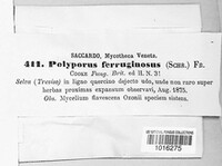 Fuscoporia ferruginosa image
